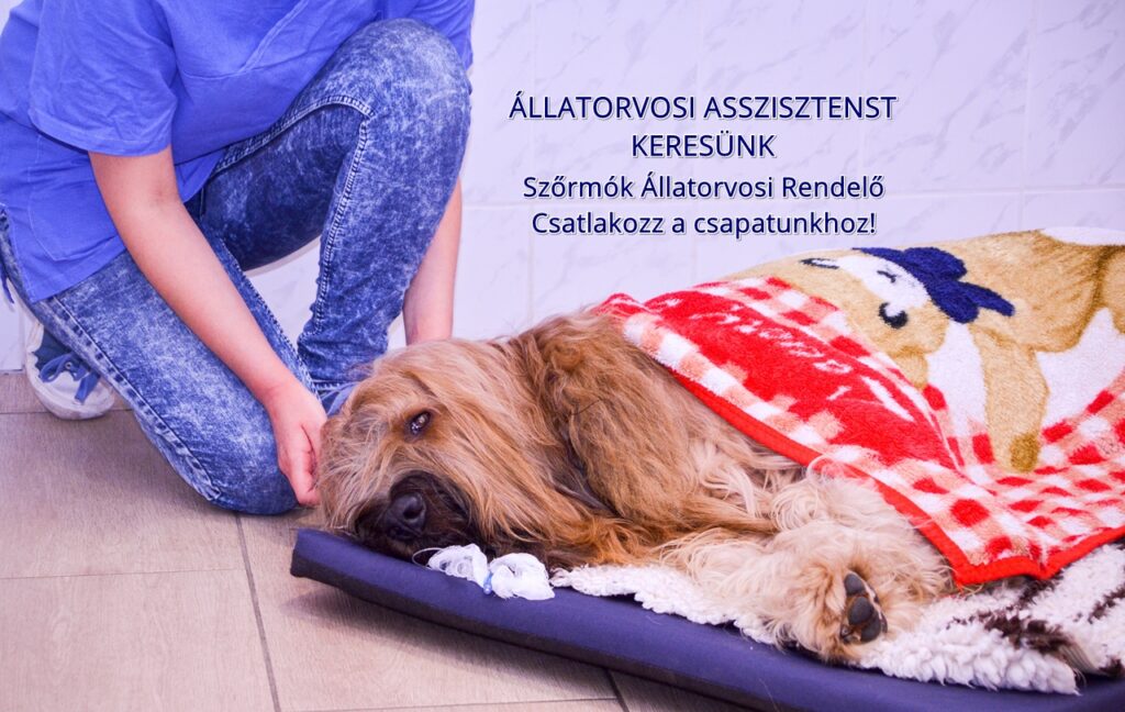 2026 asszisztens hirdetes